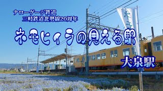 #ネモフィラ  #三岐鉄道北勢線 (20周年) #ネモフィラの見える駅 #大泉駅 #ナロゲージ鉄道 #北勢線  #いなべ市 #員弁町