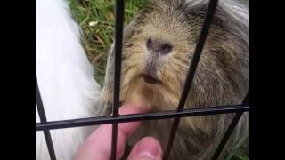 Guinea pig getting his chin scratched