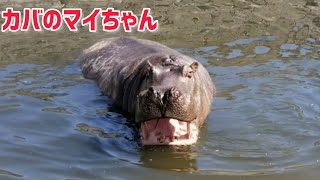 カバのマイちゃん hippopotamus mai #東武動物公園 #動物園 #zoo #カバ #hippopotamus