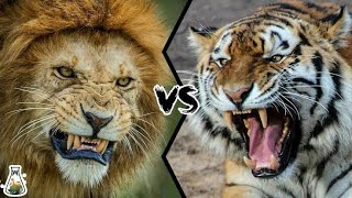 காடு சிங்கம் புலி ஆனால் விடியல் நான் /Lion vs tiger who win /Tamil /BTT /#shorts