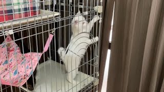 ケージから脱走⁉︎でもちゃんと戻ってきてた保護子猫