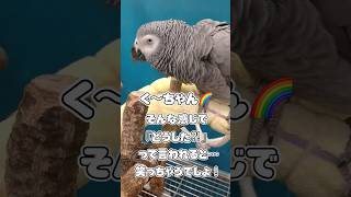 ヨウムは今日も独り言🌈人をワンフレーズで笑わせる鳥がいます❣️ #Shorts