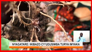 Nyagatare: Abahinzi babangamiwe n’udusimba twangiza imyaka