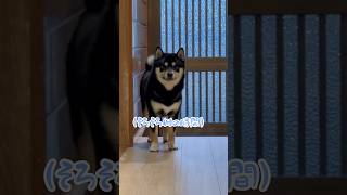 確信に満ち溢れてる、まろ。#黒柴#柴犬#犬#お散歩#shibainu