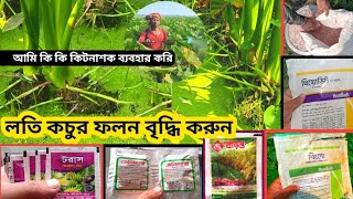 লতি কচুর ফলন বৃদ্ধি করুন🌱 লতি বড় করুন 🌱 লতি কচু গাছে আমি কি কি কিটনাশক ও সার ব্যবহার করি