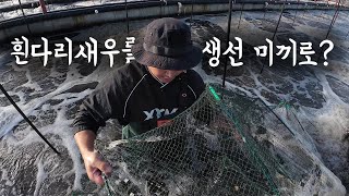 흰다리새우의 두얼굴, 미끼용 새우 출하작업!