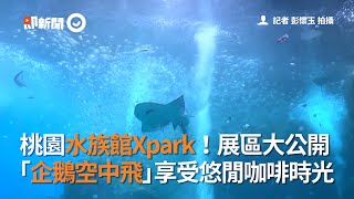 桃園青埔Xpark水生公園大公開 水族館企鵝頭頂飛過 享受海生館悠閒咖啡時光｜旅遊觀光