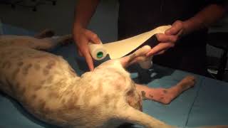 Ehmer sling (demonstrated on a donated canine cadaver)