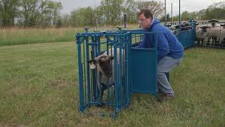 Sydell Sheep and Goat Equipment Complete Cage Unit For Sheep and Goats