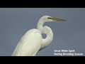 great egret white colors of breeding season florida