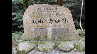 【世界文化遺産】　春日山原始林   world Heritage  Kasugayama Primitive Forest