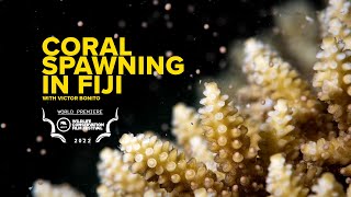 CORAL SPAWNING IN FIJI // Coral Coast / 4K