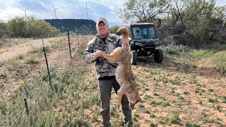 New Snare Set for Coyotes