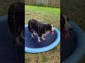 splash 💦 pad summer dogshort paddle bordercollie cute dogs dogproducts florida nature