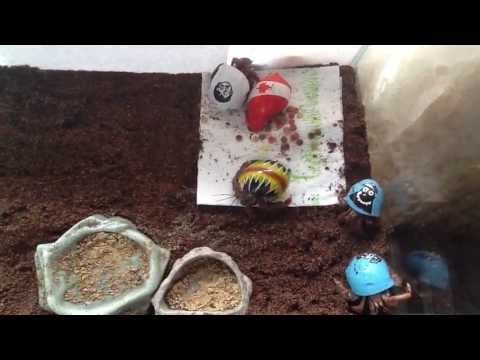 Hermit Crabs waking up for some breakfast Hermit Crabs waking up for some breakfast