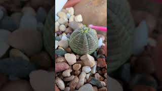 How to pollinate Euphorbia obesa