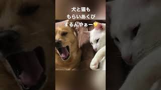 犬と猫ももらいあくびするのね  #shorts #犬 #猫 #あくび #癒し