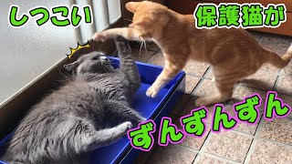 【面白い猫】箱の中でくつろぐ先住猫に保護猫がしつこくちょっかい出した訳は・・・【猫の壺】