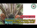 Penjelasan Lengkap Tentang PruningAtau Tunasan Kelapa Sawit