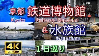 【４K】おすすめ　京都鉄道博物館と水族館を1日で！鉄博は、巨大なジオラマ、運転シミュレーター、蒸気機関車、水族館は、大水槽ガラスふきのお姉さん、イルカショー、ちんあなごエサやり必見！保存版！！