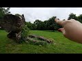 asmr♡outdoor♡walk in the park♡tracing♡tapping and scratching a fallen tree♡touching wood mushrooms