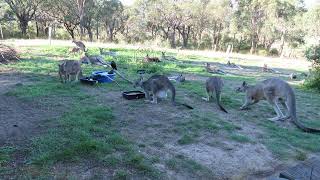 Kangaroo timelapse