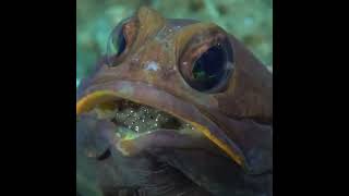 Mouth Brooding Jaw Fish - Sea Creature Baby Fish Hide Inside Mother's Mouth | Falcon Aquarium Ser