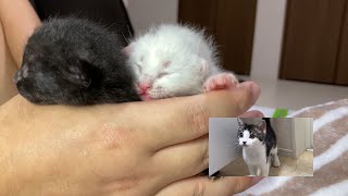 150gの白黒の赤ちゃん保護猫の名前が決まりました