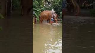 Puthupally Kesavan , Saadhu | മഴയൊക്കെ ഒന്ന് ആഘോഷമാക്കി പുതുപ്പള്ളി സാധു , കേശവൻ