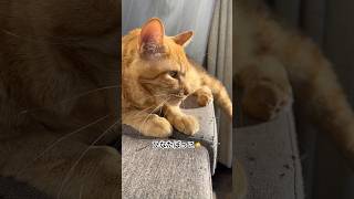 ひなたぼっこ、暖かいにゃ〜☀️ #茶トラ #猫動画 #猫のいる暮らし #保護猫 #猫好きさんと繋がりたい #ねこカフェnewjourney