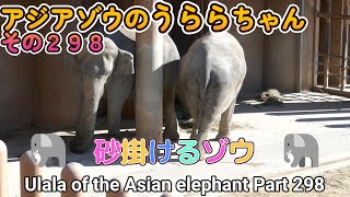 アジアゾウのうららちゃん（２９８）🐘　砂掛けるゾウ　🐘（東山動植物園）Ulala of the Asian elephant Part 298