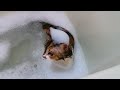 cat want out of the bath 出してと懇願する猫 vol.1