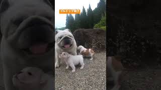 ブルドッグ子犬【生後44日】親子時間。#ブルドッグ #bulldog #親子 #子犬