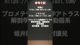 【スタイルの良し悪しに最も影響する腹直筋】骨盤を締める/開く筋肉㊷ 骨格診断3タイプと骨盤【胴を短く脚を長くする】#骨格ウェーブ#骨格ナチュラル#骨格ストレート#ダイエット#お腹痩せ #足痩せ#脚やせ