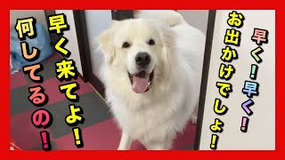 【意地悪してみた】何度も呼びにくるグレートピレニーズの虎太くん　greatpyrenees