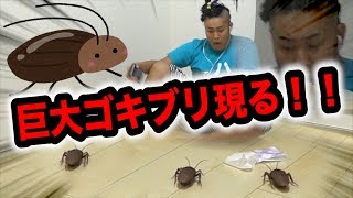 【大嫌い】超巨大ゴキブリが襲いかかってきた…その後！？