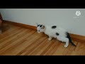 救出した子猫 育てていきます！！【子猫保護】