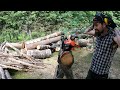 43 kuutioiset sahat, Echo vs Husqvarna vs Stihl! Little 43cm3 chainsaw racing!