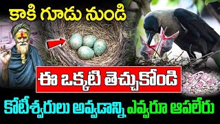 కాకి గూడు నుండి ఈ ఒక్కటి తెచ్చుకోండి చాలు కష్టాలన్నీ పోయి కోటీశ్వరులు అవుతారు || Kaki gudu pariharam