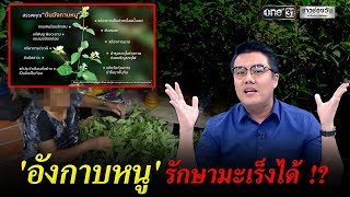 'อังกาบหนู' รักษามะเร็งได้จริงหรือ !?  | ข่าวช่องวัน | one31