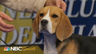 National Dog Show 2023: Hound Group (Full Judging) | NBC Sports