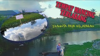 Tempat Terlarang Mancing, Ikannya Kelaparan | GIANYAR - BALI