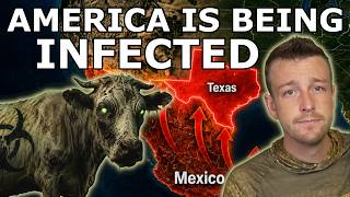 Screwworms Have Crossed America's Border