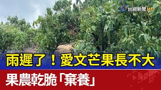 雨遲了!愛文芒果長不大 果農乾脆\