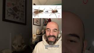 Spiders are Arachnids, but Arachnids are not insects. #spider #arachnid #animals #evolution