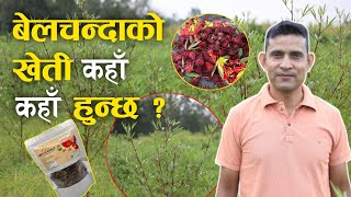 के हो बेलचन्दा, यसको खेती किन गर्ने ? | Roselle Farming in Surkhet | Rajendra Bista |