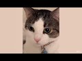 amazing cats will make you feel warm inside 😺 funniest cat videos