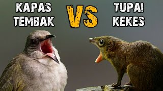 Download Mp3 KOMBINASI KAPAS TEMBAK vs TUPAI KEKES MASTERAN JERNIH