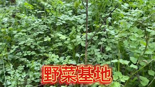 农村的野菜到处疯长，梁嫂随手捡了一把回家吃，又脆又嫩太下饭了。