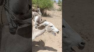 #Donkeys#pets#animals#youtube#reelsvideo